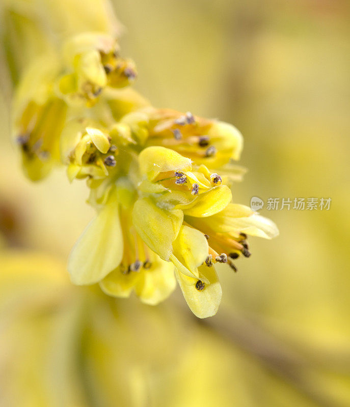 冬榛(Corylopsis spicata)